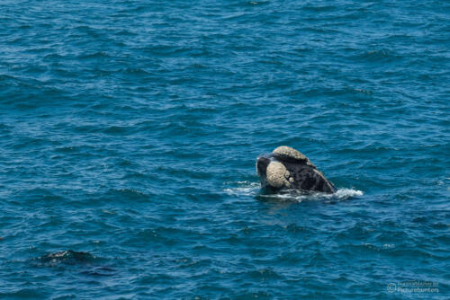 Walbegegnung | Hermanus