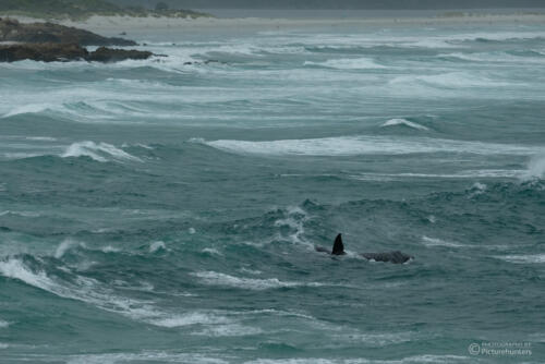 Wal in Stürmischer See | Hermanus