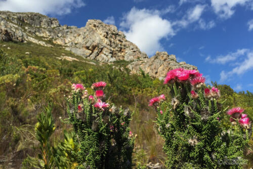 Blumen und Felsen am Wegrand