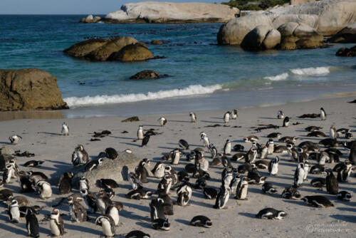 Pinguin-Kolonie | Simons Town
