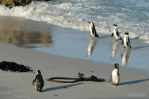 Ankunft aus dem Meer