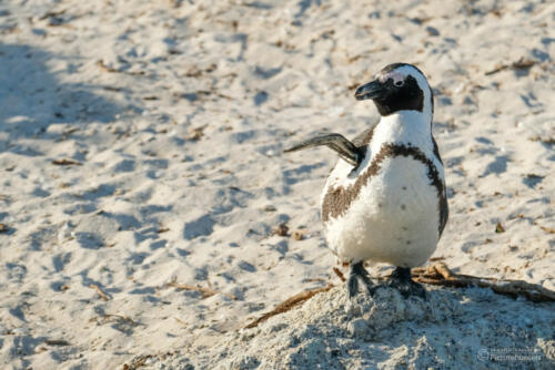 Winkender Pinguin