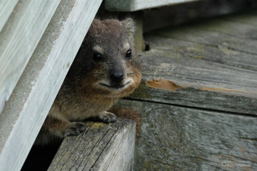 Dassie | Boulders Beach