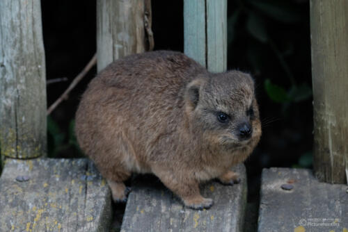 Dassie-Jungtier | Boulders Beach