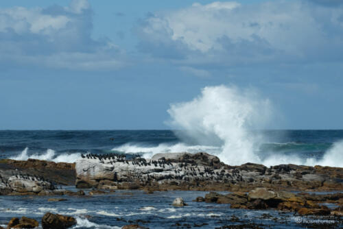 Kormorane | Cape of Good Hope