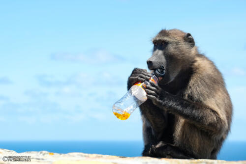 Ungesundes Diebesgut