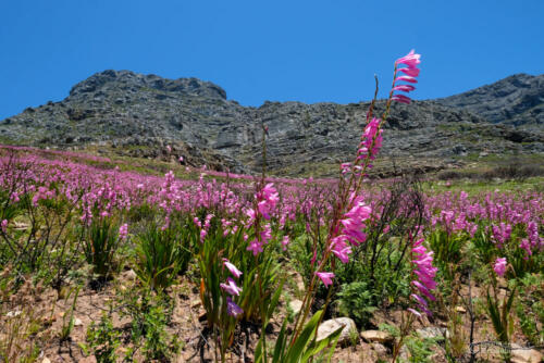 Blütenpracht am Tafelberg