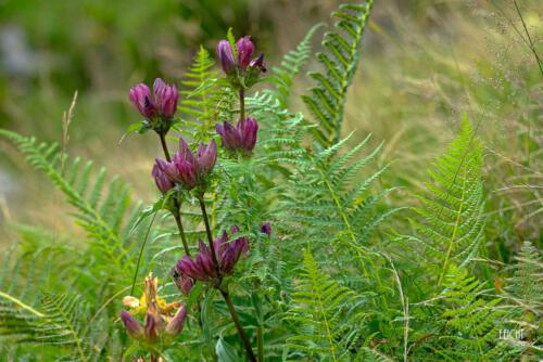 Bunte Blüten am Wegesrand