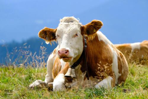 Tierisches Fotomodell