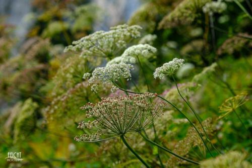 Gewächse im Gebirge