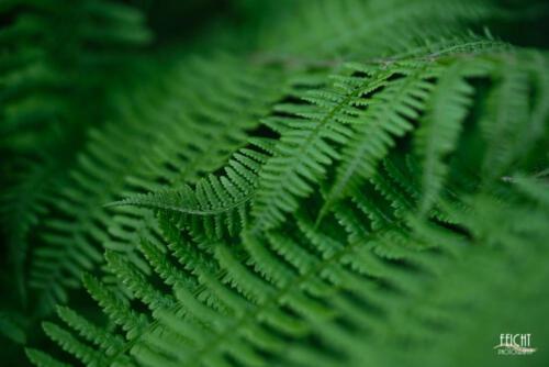 Farndetail