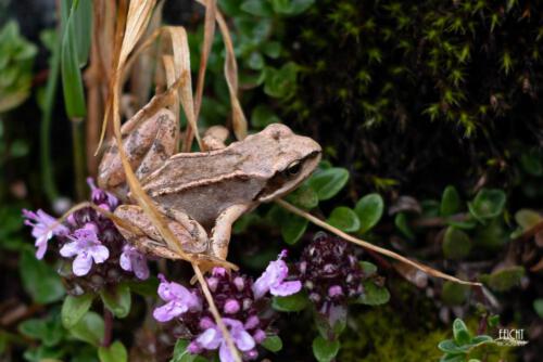 Minifrosch am Rande