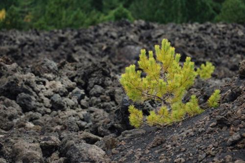 Frische Grün im Schwarz