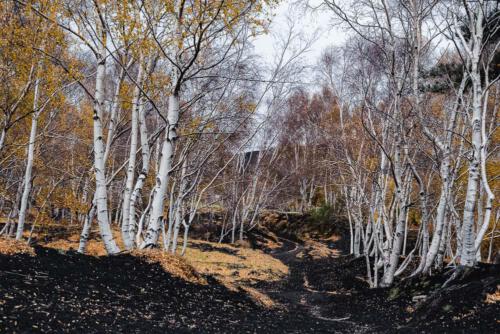 Im Birkenwald
