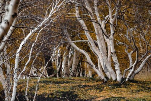 Birken sind einfach toll