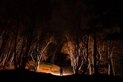 Lichtmalerei im Birkenwald