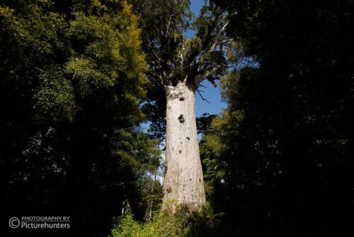 Tane Mahuta