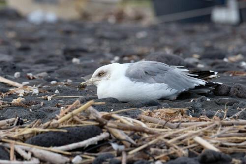 Hab ich dich geweckt?