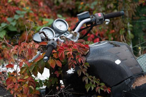 Wer findet die Eidechse