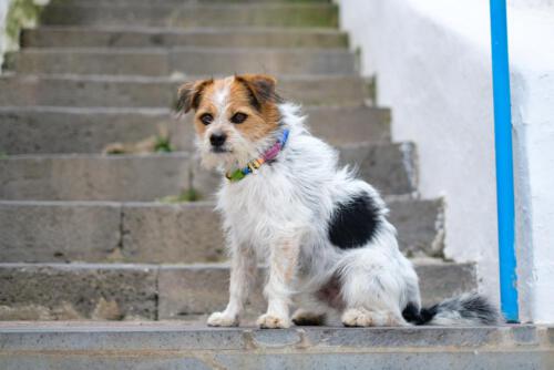 Wachhund bei meiner Unterkunft