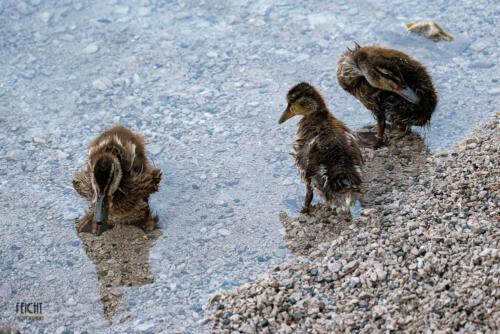 Süßer Entennachwuchs