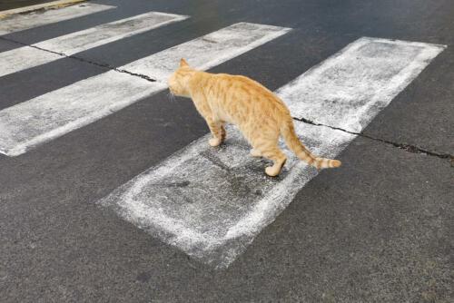 Brav auf dem Zebrastreifen