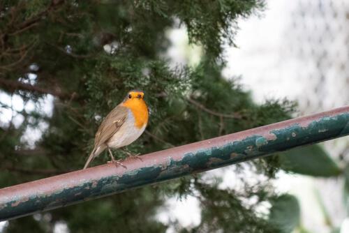 Wildvogel in der Stadt